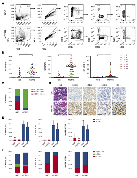 Human MF engraftment in NSG and MISTRG mice. (A) Scatter plots depicting total human engraftment (hCD45+) and lineage distribution. (B) Total human engraftment of 14 MF samples in the BM, PB, and SPL of NSG and MISTRG mice. Each dot represents an individual mouse and each color represents an individual patient. (C) Percentage of NSG and MISTRG mice with human BM engraftment levels as indicated. (D) Representative H&E and immunohistochemical (IHC) photomicrographs for hCD45, hCD33, hCD15, and hCD14 of the BM of an NSG and MISTRG mice transplanted with the same patient sample (patient 1) (scale bars, 50 µm; original magnification ×400). (E) Relative contribution of human B-lymphoid and myeloid cells to the total human engraftment in the BM, PB, and SPL of NSG and MISTRG mice. (F) Relative contribution of monocytes (CD14+CD34−), hematopoietic stem and progenitor cells (CD14−CD34+), and other cells (CD14−CD34−) to total human myeloid cells in the BM, PB, and SPL. Results are represented as grand median (B-C,F) and mean ± standard deviation (E). ***P < .001; ****P < .0001 (Mann-Whitney U test). FSC-A, forward scatter area; SSC-A, side scatter area; FSC-H, forward scatter height.