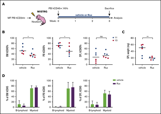 Rux treatment in the MISTRG MF PDX model. (A) Workflow of the experimental treatment plan with control (vehicle) or Rux. (B) Total human engraftment in the BM, PB, and SPL of MISTRG mice 21 days after treatment with vehicle or Rux. (C) SPL weight of MISTRG mice 21 days after treatment with vehicle or Rux. (D) Percentage of human B-lymphoid and myeloid cells among total engrafted human cells in the BM, PB, and SPL after vehicle or Rux treatment. *P < .05; **P < .01 (unpaired Student t test).