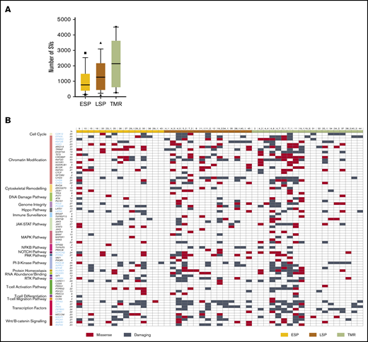 Mutational landscape of putative driver genes in MF. (A) Number of nonsynonymous SVs in ESP, LSP, and tumor (TMR) samples. Box-and-whisker plot showing 90th percentile, respectively. Filled square indicates 10th percentile; filled triangle indicates 90th percentile. (B) Identification of amino acid–altering mutations in 75 putative driver genes across 21 different pathways. Black gene symbols annotate the previously reported 47 driver genes in CTCL; the previously unreported 28 potential drivers identified in this study are highlighted in blue. Damaging mutations indicate frameshift mutations, short read insertion and deletion (<6 bp), stop gain, or stop loss.