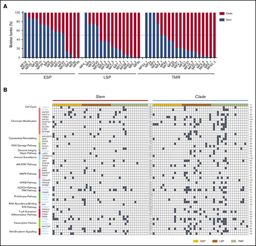 Distribution of mutations in the stem and clades in MF. (A) Percentage of all SNV mutations in the stem (blue) and clades (red) of the phylogenetic tree. (B) Mutational landscape of the putative driver genes in the stem and clades of the phylogenetic tree. Black square indicates a function-changing mutation (missense, frameshift, insertion, deletion, stop gain or loss, or variant in 3′ or 5′ untranslated region). Mutations of the same gene found both in the stem and clades signify different positions of the mutation. TMR, tumor.