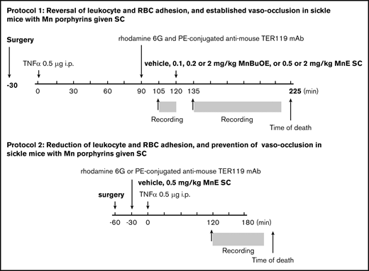 Schematic representation of intravital microscopy protocols. Protocol 1 was designed to assess the action of MnBuOE and MnE on ongoing acute vaso-occlusive crises triggered by inflammation in TS mice. Anesthetized TS mice with window chamber implants were injected subcutaneously (SC) with 0.1, 0.2, or 2 mg/kg MnBuOE, 0.5 mg/kg or 2 mg/kg MnE, or vehicle (saline) 120 minutes after TNF-α challenge (time 0). Fifteen minutes before and 15 minutes after drug injection, blood cell behavior in the subdermal vasculature was recorded between the time points of 105 and 120 minutes (T105 → T120) and 135 and 225 minutes (T135 → T225), respectively. Protocol 2 was designed to assess the action of MnE on preventing precipitation of vaso-occlusion when given simultaneously with TNF-α, the inflammatory trigger of vaso-occlusion in TS mice. Anesthetized TS mice with window chamber implants were injected first with dyes for in vivo fluorescence cell labeling as described in “Materials and methods.” Thirty minutes after cell labeling, mice were SC administered 1 dose of 0.5 mg/kg MnE, or vehicle (saline), then challenged immediately with TNF-α (time 0). After 120 minutes, intravital microscopy was performed, and blood cell behavior in the subdermal vasculature was recorded between the time points of 120 and 180 minutes (T120 → T180). i.p., intraperitoneally; mAb, monoclonal antibody; PE, phycoerythrin.