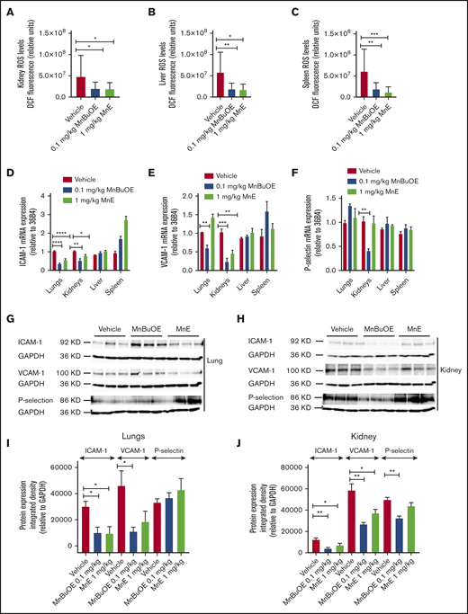 Mn porphyrins alleviate RBC and tissue oxidative stress, and endothelial activation in TS mice in vivo. TS mice were dosed subcutaneously daily for 28 days except on weekends with 1 dose per day of vehicle, 0.1 mg/kg MnBuOE, and 1 mg/kg MnE. (A-C) Quantitative analysis of images of tissue organs (n = 5 random fields): kidneys (A), liver (B), and spleen (C) collected from treated TS mice (n = 4 per treatment condition) stained for ROS with DCF. Graphs show mean fluorescence (±SEM) of data for each organ collected from treated mice; P < .05 for Mn porphyrin–treated vs vehicle-treated (within an organ). (D-F) Mn porphyrin–modulated mRNA expression of ICAM-1 (D), VCAM-1 (E), and P-selectin (F) in tissue organs in TS mice. Relative quantification of mRNA expression (D-F) in the lungs, kidneys, liver, and spleen are presented as the mean ± SEM (n = 4 per organ/treatment condition). (G-J) Western blot analysis shows downregulation of ICAM-1, VCAM-1, and P-selectin expression in the lungs and/or kidneys. Data are presented as the mean ± SEM (n = 6-9 per organ/treatment condition). *P < .05, **P < .01, ***P < .001, and ****P < .0001 vs vehicle treatment. GAPDH, glyceraldehyde-3-phosphate dehydrogenase.