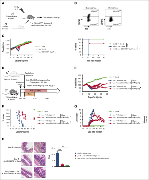 Ex vivo or in vivo depletion of CD45RChighT cells associated with a suboptimal dose of rapamycin induces long-term survival in a model of aGVHD in F1 Lew/BN rats. (A) Schematic of the protocol: 8-week-old F1 male Lew/BN (RT1l/n) rats, obtained following crossing of Lew (RT1l) female and BN (RT1n) male rats, were irradiated 4.5 Gy 1 day before being transferred with total T cells or CD45RChigh-depleted T cells enriched from Lew splenocytes. (B) Splenocytes were stained for CD45RC with an anti-CD45RC mAb (OX32) (y-axis) before sort and after depletion of CD45RChigh cells and cell sorting using the anti-CD45RC mAb OX22 clone binding a distinct epitope than OX32. (C) F1 rats received either 20 × 106 F1 or Lew T cells or 15 × 106 Lew T cells. Results are expressed in percentage of weight loss for each recipient and percentage of survival. Two-way repeated measures ANOVA and log rank (Mantel Cox) tests. *P < .05; ***P < .001. Two independent experiments. (D) Schematic of the protocol: Lew or Lew/BN F1 T cells enriched from splenocytes were transferred (20 × 106) into irradiated (d-1) F1 rats. Recipients were treated with anti-rat CD45RC mAbs (n = 6-8) or isotype control mAbs (n = 6-8) every 2.5 days for 30 days in association with suboptimal doses (0.4 or 0.8 mg/kg) of rapamycin each day for 10 days. Results are expressed in mean percentage of weight loss (E) and survival (F). Four independent experiments. (G) Animals were assessed at different times after injection for a clinical score of aGVHD (see supplemental Table 1) and euthanized at score 10. Two independent experiments. (H) Histological analysis of small intestine (ileum) and scoring of lesions was performed at day 28 in rats treated with isotype control or anti-CD45RC mAb and rapamycin or in long survivors rats at day 150 (original magnification ×5 and ×20). The black squares indicate the zone of ×20 magnification. Results are expressed in mean ± SEM. **P < .01; ***P < .001. depl., depleted; FSC, forward scatter; p.o., per os (orally).