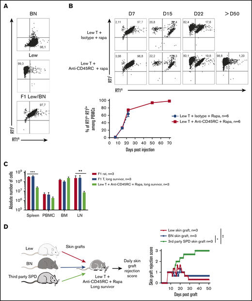 Anti-CD45RC mAb and rapamycin treatment induces tolerance in T-cell transferred Lew/BN F1 rats. (A) Control staining was realized on Lew (RT1l), BN (RT1n) and F1 Lew/BN (RT1l/n) PBMCs using anti-RT1l and anti-RT1n antibodies. (B) Top, Representative staining with anti-RT1n and anti-RT1l mAbs at different time points (days 7, 15, 22, and 50) on PBMCs of Lew/BN F1 rats injected with 2 × 107 Lew T cells and treated either with anti-CD45RC mAbs or isotype control mAbs and a suboptimal dose of rapamycin. Bottom, Results are expressed in mean of percentage of RT1n-RT1l+ cells among PBMCs ± SEM. Three independent experiments. (C) Absolute number of cells in spleen, blood (PBMC), BM, and lymph node (LN) were analyzed in Lew/BN F1 rats, long survivor rats transferred with either Lew/BN F1 T cells or Lew T cells and treated with anti-CD45RC mAbs and rapamycin. **P < .01; ***P < .001. (D) Long survivor F1 rats (>day 120) transferred with Lew T cells and treated with anti-CD45RC mAbs and rapamycin were grafted with Lew (donor), BN (recipient), and SPD (third-party) skins. Grafts were scored daily from 0 (nonrejected graft) to 3 (rejected graft). Bonferroni posttest. *P < .05; **P < .01.