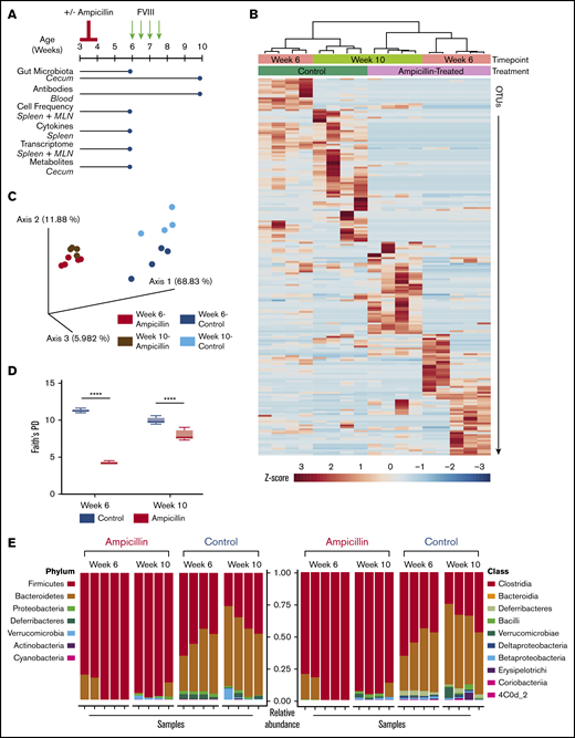 Study overview and effects of ampicillin on the gut microbiome. (A) Study overview. Mice aged 3 weeks were weaned and then immediately commenced treatment with ampicillin, administered every 12 hours by gastric gavage for 7 days (n = 15) or not (n = 14). After a 2-week rest period, mice remaining in the study were challenged with 50 ng IV-administered FVIII. The mice were euthanized and samples collected (blue circles) for analyses at 6 weeks of age, immediately before the FVIII challenge began and at the study end point (10 weeks of age). (B) Differences in the gut microbiota between ampicillin-treated and control mice derived from a heat map of calculated z-scores. Bacterial 16s rRNA was sequenced, and samples were clustered based on study time point (6 weeks vs 10 weeks) and treatment (ampicillin vs control), using Pearson’s distance and Ward’s clustering methods. (C) Principal coordinate analysis based on weighted UniFrac distances of each microbiome sample. (D) α-Diversity was measured by using Faith’s phylogenetic diversity (PD) metric (means compared by unpaired, 2-tailed Student t test). Standard deviations are shown. (E) Relative abundance of bacterial phyla (left) and class (right). Each vertical bar corresponds to an individual sample. Sample size for all microbiome analyses remain consistent (n = 4-5). ****P < .0001.
