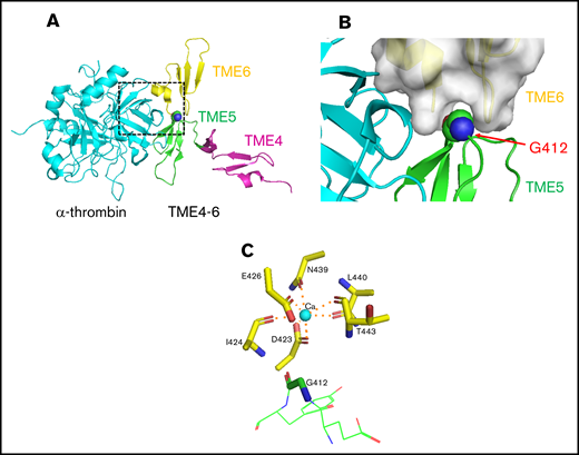 Three-dimensional structure of TME4-6 and α-thrombin complex. (A) Ribbon models of the complex between α-thrombin (blue) and TME4-6 (pink, EGF4 domain; green, EGF5 domain; yellow, EGF6 domain). The dashed black box indicates the interaction interface between thrombin and TM as shown in B. (B) The thrombin and TM interaction interface. The surface representation of the EGF6 domain is overlaid with G412 in the EGF5 domain that is shown as spheres (blue, red, and green spheres are nitrogen, oxygen, and carbon atoms, respectively). (C) Stick representation of the calcium-binding residues in the EGF6 domain. The Ca2+ is shown as a light-blue sphere. The 3-dimensional structure of the thrombin-TM complex was obtained from the database of the Protein Data Bank (PDB; https://www.rcsb.org/) using PDB ID:1DX5.26.