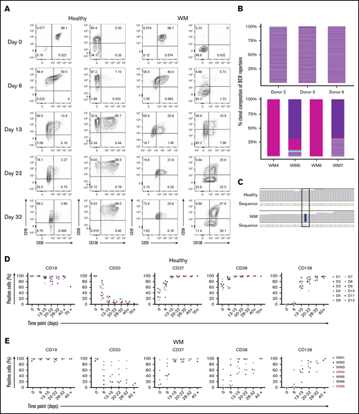 WM B cells generate PCs in vitro following culture with TD stimuli. (A) Representative flow cytometric plots depicting phenotypic characterization of differentiating B cells derived from the peripheral blood of healthy donors (left panels) or WM patients (right panels) stimulated with CD40L and F(ab′)2 anti-IgG/IgM. The day of culture is indicated on the left. (B) The proportion of the IgH repertoire occupied by each clone was plotted for healthy donor (upper panel) or WM (lower panel) samples stimulated with CD40L and F(ab′)2 anti-IgG/IgM, with each unique clone represented by a colored band. The top 250 clones are shown. (C) Reads from RNA-seq from representative day-6 samples taken from healthy donors and WM differentiations, highlighting the L265P somatic variant (T>C). (D) Phenotypic profiles for B cells derived from the peripheral blood of healthy donors (D1-D12). Each scatter plot displays the percentage of live cells expressing the stated CD marker, as determined at each time point via flow cytometry. Data from comparable intervals were grouped together for clarity. Each independent differentiation is represented by a different color. (E) Phenotypic profiles for B cells derived from the bone marrow of WM patients stimulated with CD40L and F(ab′)2 anti-IgG/IgM. Each independent differentiation is represented by a different color, and samples with CXCR4 mutations are shown in red (WM4 and WM7). (F) CXCR4 mutations detected among WM samples. (G) Representative plots of CD38 and CD138 expression on day-13 cells from 1 healthy donor and 6 WM samples. (H) The fold change in cell number from healthy donors (upper panel) and WM samples (lower panel) at each time point was determined by manual counts between day 0 and day 6 and by flow cytometry thereafter. The cell number at each point was normalized to the number of “input” cells for that specific donor obtained at day 0. Samples with CXCR4 mutations are indicated by red font.