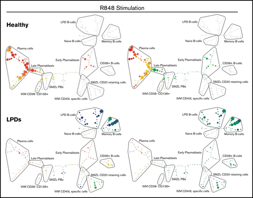 SPADE plots depicting population relationships during in vitro differentiation. (A) Plots showing related phenotypes in healthy and WM samples based on CD38 and CD138 expression among day-13 cells that had been stimulated with CD40L and F(ab′)2 anti-IgG/IgM at day 0. Each node is colored according to the median intensity of the indicated marker and is proportional in size to the number of cells with that marker intensity. (B) Visualization of the branched interconnectivity of healthy day-13 cells vs all LPDs, including WM, in response to CD40L or R848 stimulation based on CD38 or CD138 expression.