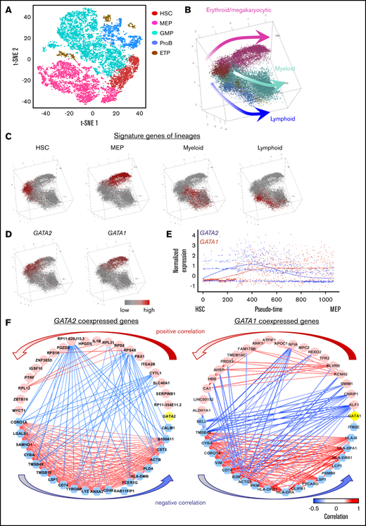 Hematopoietic differentiation in healthy donors and GATA2 deficiency. (A) A tSNE plot of single-cell gene expression of healthy donors. (B) Reconstruction of the hematopoietic hierarchy pseudo-time ordering in Monocle. Cells are colored by types (HSC, MEP, GMP, ETP, and ProB). (C) Average expression of characteristic genes for lineages are highlighted in a differentiation tree. HSC genes: SPINK2, CRHBP, MEIS1, and MLLT3; MEP genes: GATA1, HBD, TFRC, UROD, NFIA, and KLF1; myeloid progenitor genes: MPO, CEBPA, ELANE, IRF8, and LGALS1; lymphoid progenitor genes: DNTT, CXCR4, CD79A, BLNK, IGLL1, and EBF1. The characteristic gene list is from our previous findings using scRNA-seq and validated by qualitative polymerase chain reaction and literature mining (supplemental Figure 2). (D) Expression of GATA2 and GATA1 highlighted in the differentiation tree. (E) Dynamic expression of GATA2 and GATA1 along pseudo-time of HSC differentiation into MEP. The x-axis shows pseudo-time ordering from HSC to MEP estimated by Monocle 2. The y-axis shows normalized gene expression by scaleData function in Seurat package. (F) Top 20 coexpressed (pink) and anticoexpressed (blue) genes with GATA2 and GATA1 (yellow). Red and blue lines connecting the genes indicate the top positive and negative correlations, respectively. Same plots showing positive and negative correlations of all values are in supplemental Figure 4.