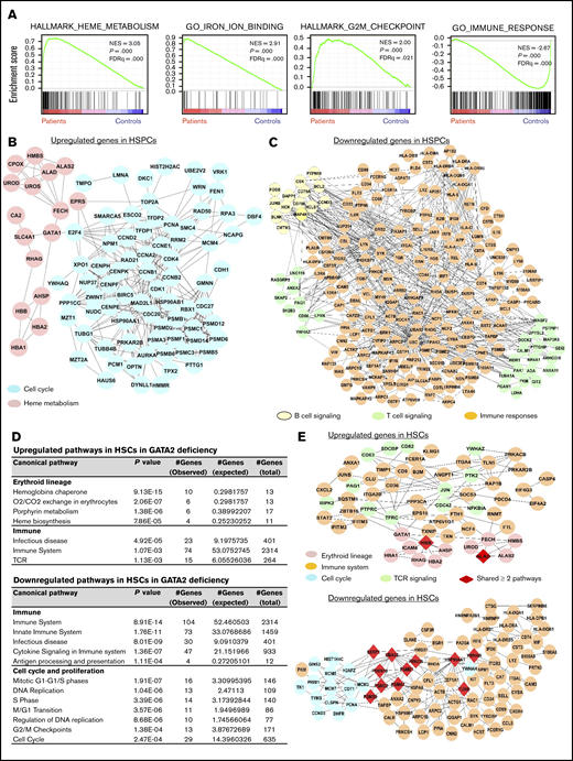 Pathway analysis of differentially expressed genes in SPCs of GATA2 deficiency. (A-C) Results in total CD34+ HSPCs. (D-E) Results in HSCs. (A) GSEA of differentially expressed genes in GATA2 deficiency compared with those in healthy donors. (B) A network of upregulated genes in cell cycle and heme metabolism in HSPCs of GATA2 deficiency. (C) A network of downregulated genes in B and T cell signaling and immune responses in HSPCs of GATA2 deficiency. (D) Lists of upregulated (top) and downregulated (bottom) genes in HSCs in GATA2 deficiency. (E) Networks of upregulated (top) and downregulated (bottom) genes in different pathways in HSCs in GATA2 deficiency. FDRq, false discovery rate q value; NES, normalized enrichment score.
