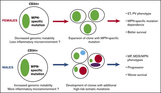 Hypothetical model of the different biology of MPN development and progression between women and men. Men may have higher genomic instability in their primitive cell compartment and a potentially more inflammatory microenvironment, causing the increased allele burden of their MPN-specific mutation. These characteristics can also induce the acquisition of additional non–MPN-specific somatic mutations, rendering the disease less dependent on the MPN-specific mutation and promoting the development of clonal hematopoiesis, MDS/MPN, or MF phenotype, accelerated disease progression, and worse survival.