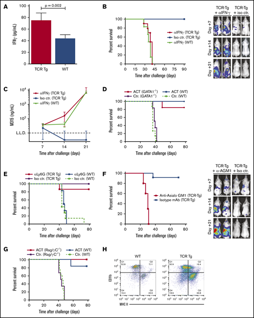 Myeloma killing by CD4+T cells is dependent on IFN-γ and depends on asialo-GM1–expressing effector cells. (A) ELISA quantitation of IFN-γ levels in the cell-free fraction of the tumor-infiltrated femoral bone marrow of TCR-Tg or wild-type BALB/c mice on day 12 after IV challenge with 1 × 106 MOPC315.BM-luc cells (means ± SD; n = 6 mice per treatment group). (B) Survival of wild-type (WT) and TCR-Tg BALB/c mice challenged IV with 1 × 106 MOPC315.BM-Luc cells. Mice were treated every 3 days with IP injection of 200 μg of a blocking mAb against IFN-γ (aIFNg) or isotype control mAb (Iso ctr.) as indicated, starting 1 day before tumor cell injection (n = 8 mice per treatment group). Representative dorsal bioluminescence imaging data for TCR-Tg mice treated with aIFNg or isotype mAb is shown on the right. (C) Serum M315 Id levels from experiment described in panel B. (D) Survival of GATA1−/− BALB/c (GATA1−/−) and wild-type BALB/c (WT) mice challenged IV with 1 × 106 MOPC315.BM cells and treated by adoptive T-cell therapy. Mice were irradiated (500 cGy) on day 18 after tumor challenge and injected IV with 2 × 106 Id-specific CD4+TCR-Tg cells (ACT) or irrelevant, polyclonal CD4+ T cells (Ctr.) the next day (n = 6 mice per treatment group). (E) Survival of TCR-Tg and wild-type BALB/c (WT) IV challenged with 1 × 106 MOPC315.BM cells. Mice received IP injections of 200 μg anti-Ly6C mAb 1A8 (aLy6G) or isotype control mAb (Iso ctr.) every other day, starting 5 days before tumor challenge (n = 6 mice per treatment group). (F) Survival curves and representative bioluminescence imaging data for TCR-Tg BALB/c mice challenged IV with 1 × 106 MOPC315.BM-Luc cells. Mice were treated every 3 days with IP injection of a blocking mAb against asialoGM1 (a-AGM1) or isotype control mAb (Iso ctr.) as indicated, starting 1 day before tumor cell injection (n = 8 mice per treatment group). (G) Survival of IV MOPC315.BM tumor-challenged wild-type BALB/c and BALB/c Rag−/− IL2rgc−/− (Rag/yC−/−) mice treated with 2 × 106 Id-specific CD4+TCR-Tg cells (ACT) or irrelevant, polyclonal CD4+ T cells (Ctr.) on day 18 after tumor cell injection (n = 6 mice per treatment group). (H) Representative flow cytometry staining of asialo-GM1+ cells isolated from femoral bone marrow cells harvested from TCR-Tg or nontransgenic BALB/c (WT) mice on day 5 after IV challenge with 1 × 106 MOPC315.BM cells. Cells were isolated by incubation with anti-asialo GM1 antibody, followed by positive selection by anti-rabbit IgG MicroBeads.