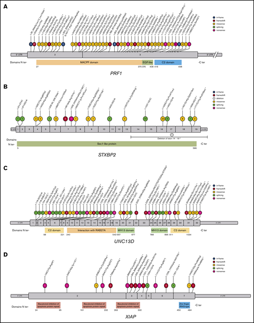 Distributions and frequencies of pathogenic or likely pathogenic variants in the most frequently affected genes associated with HLH in our cohort. (A) Distributions and frequencies of pathogenic or likely pathogenic variants in PRF1. (B) Distributions and frequencies of pathogenic or likely pathogenic variants in STXBP2. (C) Distributions and frequencies of pathogenic or likely pathogenic variants in UNC13D. Note: the 253-kb inversion is not shown in the graph. (D) Distributions and frequencies of pathogenic or likely pathogenic variants in XIAP. (A-D) The total number of alleles affected with each variant is indicated in the circles. *Novel variants.