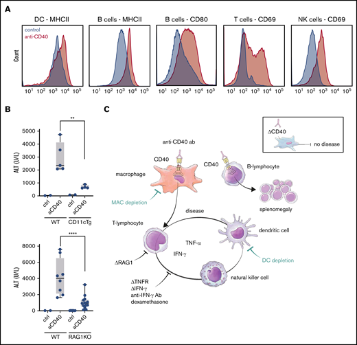 DCs and lymphocytes aggravate the disease expression. (A) Representative flow cytometric histograms of major histocompatibility complex class II (MHCII), CD80, and CD69 expression of the indicated splenic cell subsets in saline (filled blue histogram) and anti-CD40–treated (filled red histogram) wild-type mice. DCs (CD45high, CD11chigh), B cells (B220high, CD19high), T cells (CD3high, CD8high), NK cells (B220low, CD3low, NK1.1high). (B) Plasma ALT concentrations in saline (n = 2-3) or anti-CD40–treated wild-type (WT) (n = 5-8), CD11cDTg mice (n = 4-5), and RAG1KO mice (n = 8-11). (C) Schematic representation of the anti-CD40–induced hemophagocytic syndrome. Individual symbols represent 1 mouse; ****P < .0001; **P < .01 for all panels.