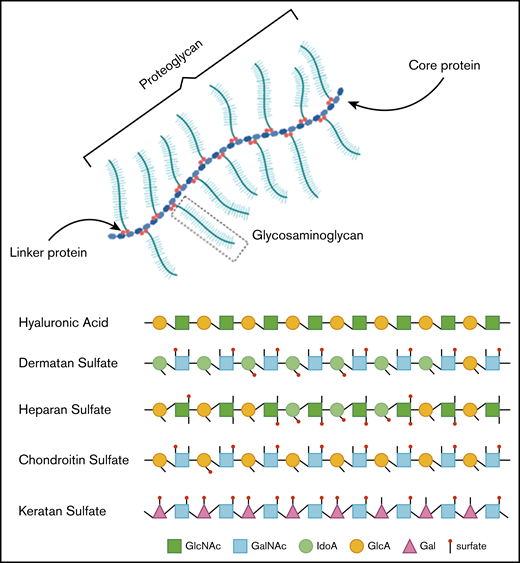 Overview of GAGs within a proteoglycan and the different GAG subtypes.