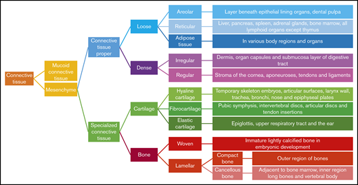 Classification of connective tissue.