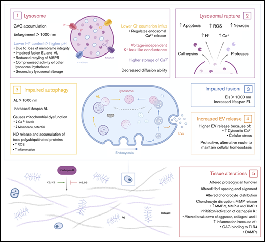 Effects of accumulated lysosomal products on cellular and tissue homeostasis. (1) Accumulation of GAGs in the lysosome leads to enlargement of the lysosome, followed by a loss of membrane integrity. Leakage of H+ out of the lysosome results in a higher pH and may lead to compromised activity of lysosomal hydrolases and secondary lysosomal storage. Furthermore, the higher pH results in impaired fusion of endolysosomes and autolysosomes and a reduced recycling of the M6P receptor. Finally, enlarged lysosomes have decreased diffusion ability inside the cell. (2) Enlargement of the lysosome ultimately results in lysosomal rupture with the escape of cathepsins and proteases in the cell. Simultaneously, lysosomal rupture leads to increased concentration of H+ and Ca2+ in the cytosol. Together, this results in increased reactive oxygen species (ROS) production, necrosis, and apoptosis of cells. (3) The dysfunctional lysosome leads to impaired autophagy and fusion with endolysosomes. Therefore, increased lifespans are seen for autolysosomes and endolysosomes. Impaired autophagy subsequently results in mitochondrial dysfunction. (4) The increased concentration of cytosolic Ca2+ and cellular stress stimulates the release of extracellular vesicles (EVs). This is an alternative protective route for the cell to maintain cellular homeostasis. (5) The accumulation of GAGs in the cell and the secondary affected mechanisms result in tissue alterations and destruction. Connective tissue is the most affected tissue in MPS patients. Studies show altered proteoglycan turnover, altered fibril spacing and alignment, and altered chondrocyte distribution and disruption leading to increased concentrations of matrix metalloproteinase-2 (MMP-2), MMP-9, and tissue inhibitor of metalloproteinase-1 (TIMP-1). Depending on the type of GAG, undegraded GAGs lead to inhibition or activation of cathepsin K, which is necessary for the degradation of aggrecan and collagen I and II. Finally, HS and cellular stress lead to inflammation via activation of the Toll-like receptor 4 (TLR4) pathway. DAMPs, damage associated molecular patterns.