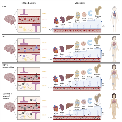 Overview of different therapy strategies on the 2 major hurdles in MPS. Patients treated with current standard treatments, ERT and HCT, still experience significant disease progression. Two major hurdles in the failure of these treatments in specific tissues are the presence of a physical barrier, such as the BBB or the BRB, and the vascularity of the tissue. Connective tissues, in which most disease progression is seen and which are avascular, are isolated from the circulation. Thus, they completely depend on diffusion of monocytes and free enzyme. For the epiphyseal plate for instance, the distance to overcome is 4.5 mm, which is too far; therefore, enzyme availability in the epiphyseal plate is still zero, despite treatment. Only increasing the available amount of enzyme in the circulation, like in the GT strategies, will most likely not solve this problem. Furthermore, it is unknown whether monocytes migrate past the BRB into the retina like it is assumed in the central nervous system. Progression of retinal degeneration insinuates that the available amount of enzyme is insufficient, at the least. Therefore, the route to cure MPS disease is to focus on increasing enzyme availability in these “hard-to-reach” tissues.