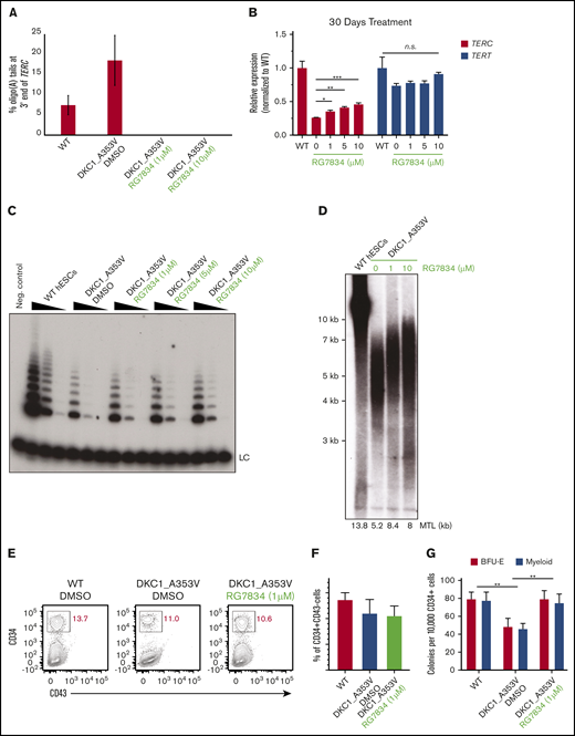 RG7834 treatment rescues telomerase activity, increases telomere length, and improves hematopoietic specification in DKC1_A353V mutant hESCs. (A) Quantification of oligo(A) reads at the 3′ end (UGC) of TERC in indicated conditions (average ± standard deviation from 2 independent replicates). TERC reads with more than 2 As at the 3′ end are considered oligoadenylated. (B) Quantification of TERC and TERT by quantitative reverse transcription polymerase chain reaction in DKC1_A353V hESCs treated with DMSO or different concentrations of RG7834 for 30 days (n = 3; biological replicates). (C) Telomerase activity by telomere repeat amplification in DKC1_A353V hESCs treated with DMSO or different concentrations of RG7834. Range of protein concentrations represent fourfold serial dilutions. (D) Telomere length analysis by telomere restriction fragment analysis of DKC1_A353V hESCs treated with DMSO or different concentrations of RG7834 for 90 days. (E) Representative flow cytometric analysis of CD34 and CD43 expression on day 8 of definitive hematopoietic differentiation, following CHIR99021 and SB-431542 treatment in DKC1_A353V cells treated with DMSO or different concentrations of RG7834. (F) Quantification of CD34+CD43– population obtained from day 8 differentiation cultures treated with CHIR99021 and SB-431542, as in panel E. (G) CFC potential of definitive hematopoietic progenitors in WT and DKC1_A353V cells treated with DMSO or 1μM of RG7834 (n = 3; biological replicates). Statistical significance was determined by using one- or two-way analysis of variance following a Bonferroni multiple comparison posttest. *P < .05; **P < .01; ***P < .001. BFU-E, burst forming unit-erythroid; CFC, colony forming cell; MTL, mean telomere length; n.s., not significant.