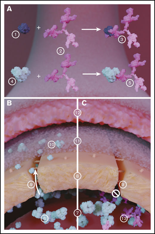 Illustration of the role of Hp in inhibiting extravasation of LMW PolyHb species. (A) Hb (1) binds with Hp (2), which significantly increases the size of the resulting Hb-Hp complex (3). Similarly, PolyHb (4) can bind with Hp (2) to form a PolyHb-Hp complex with increased molecular diameter. (B) In circulation, LMW PolyHb (6) can freely extravasate from the blood (7) through the endothelial cell wall (8) via the endothelial gap junction (9). Once past the endothelial wall, the extravasated PolyHb (10) accumulates in the intima (11) where it scavenges the NO produced by the endothelial cells that regulate smooth muscle cell (12) contraction. (C) When PolyHb binds to Hp, the resulting PolyHb-Hp complexes (13) are too large to pass through the endothelial gap junction. This effectively limits PolyHb extravasation into the tissue space and NO scavenging.