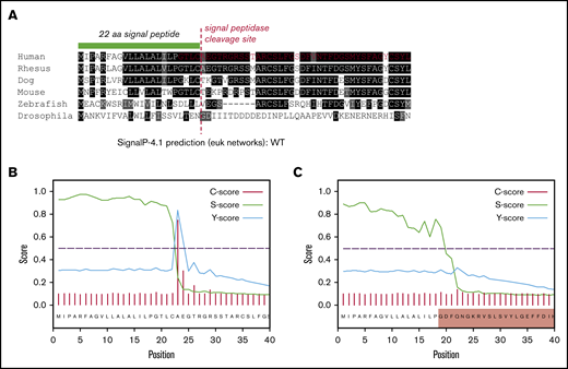 In silico analysis of VWF SP cleavage. (A) Multiple sequence alignment showing the first 40 amino acids of VWF including the 22 residue SP (green bar). Conserved residues are in shaded boxes. The red dashed line marks the SPase cleavage site and the red residues in the human alignment mark the start of ex3del. Note the conservation of the ValLeuLeuAlaLeuAlaLeu hydrophobic motif, Cys prior to the cleavage site, Thr 3 residues prior to the cleavage site, and small residues such as Ala, Thr, and Gly after the cleavage site. (B) SP and cleavage site prediction output for WT VWF. (C) SP and cleavage site prediction output for ex3del VWF. The shaded red box indicates residues in exon 4.