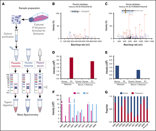 Mass spectrometry analysis of origin of extracellular histones in CM cases. (A) Schematic representation of the methodology used for isolation, purification, and mass spectrometry analysis. Using Skyline software and by aligning trypsin fragments to reference amino acid sequences, we were able to identify specific histone H2A and H4 peptides that were present in purified P falciparum (malarial) preparations, that were not present in purified human histones (H1, H2A, H2B, H3, and H4) and vice versa. Typical peptides are presented from malarial (B) and human (C) database searches. Using Skyline software, we were able to identify histone H4 peptides for each species that demonstrated different mass/charge ratios with distinct human and P falciparum peptides and also distinct H2A human and P falciparum peptides (data not shown). This enabled us to identify, with high specificity, P falciparum (D) and human (E) species-specific peptides derived from histones spiked into PBS (left side of histogram, Histones) or serum (right side of histogram, Serum + Histones) Control is serum alone. Data shown are for H4. (F) In Ret+CM patient serum (n = 10) we were able to identify P falciparum histones H2A and H4 in the samples as well as human H2A and H4 (data not shown). (G) We combined the contribution of these 2 components to estimate the variable proportions of circulating human and P falciparum in the patient serum, demonstrating a significant contribution of P falciparum histones to the total pool.