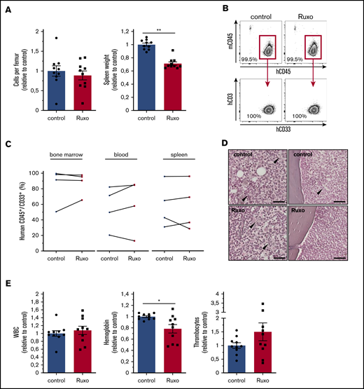 Ruxolitinib reduces spleen size but lacks antileukemic activity in vivo. (A) cells per femur and wet spleen weight (data normalized to control). (B) Flow cytometry gating strategy for bone marrow analysis of human hematopoietic engraftment by gating on human hCD45+ cells, detecting exclusively myeloid hCD33+ cells, and excluding hCD3+ cells for each experimental condition. (C) Human AML engraftment in bone marrow, peripheral blood, and spleen (n = 4 different primary AML samples; 2-4 mice per group per sample. Data normalized to control). (D) Representative images of reticulum staining on femur sections. Arrowheads indicate reticular fibers. Scale bars, 50 µm. (E) Peripheral blood counts of ruxolitinib- or vehicle-treated leukemic NSG mice (data normalized to control). Data are shown as mean ± SEM. See also supplemental Figure 5. *P < .05; **P < .01 determined by Wilcoxon signed-rank test.