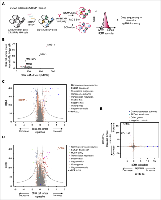 Genome-wide CRISPRi/CRISPRa screens to identify genes regulating cell surface expression of BCMA. (A) Schematic representation of our genome-wide CRISPRi and CRISPRa screens to identify modulators of BCMA expression. AMO1 cells constitutively expressing the CRISPRi or CRISPRa machinery were transduced with a genome-wide lentiviral sgRNA library. After transduction, cells were stained for cell surface levels of BCMA and sorted by FACS to enrich for populations with low or high levels of cell surface BCMA. Frequencies of cells expressing a given sgRNA were determined in each population by using next-generation sequencing. (B) BCMA expression levels in a panel of MM cell lines. BCMA transcript FPKM levels obtained from the Keats Laboratory database (https://www.keatslab.org) were plotted against cell surface expression levels of BCMA quantified according to flow cytometry. The flow cytometry data are the means of 3 biological replicates, and error bars denote standard deviations. Note that some error bars are not visible because values are small. Volcano plots indicating the BCMA expression phenotype and statistical significance for knockdown (CRISPRi) (C) or overexpression (CRISPRa) (D) of human genes (orange dots) and quasi-genes generated from negative control sgRNA (gray dots). Hit genes corresponding to functional categories are color-coded as labeled in the panel. (E) Comparison of phenotypes from the CRISPRi and CRISPRa screens. Selected hit genes are color-coded. IgG, immunoglobulin G; mRNA, messenger RNA.