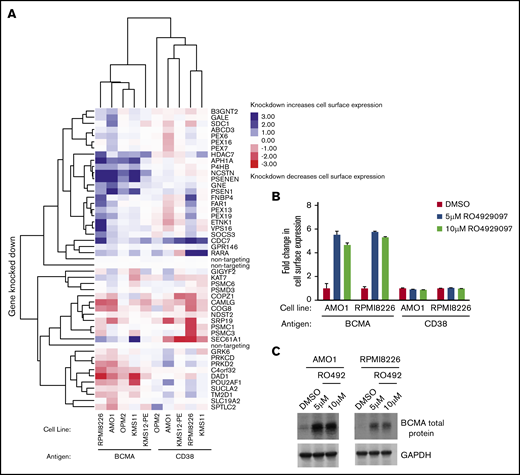 Validation of hit genes from the primary screen. (A) Heat map representation of knockdown phenotype scores from CRISPRi validation screens in a panel of MM cell lines for cell surface levels of BCMA and CD38. Both genes and screens were hierarchically clustered based on Pearson correlation. AMO1 and RPMI8226 cells treated with indicated concentrations of the γ-secretase inhibitor RO4929097 or DMSO for 48 hours were analyzed by using flow cytometry (B) and immunoblotting (C) for changes in BCMA levels. Fold changes in BCMA cell surface levels as shown in panel B were determined by normalizing to DMSO-treated cells. Data points are means of three biological replicates, and error bars denote standard deviations. Western blot of endogenous BCMA is shown in panel C. GAPDH (glyceraldehyde-3-phosphate dehydrogenase) was used as a loading control.