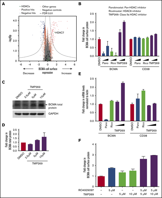 Class IIa HDAC inhibition increases transcription of BCMA. (A) Volcano plot indicating the BCMA expression phenotype and statistical significance for knockdown (CRISPRi) of human genes (orange dots) and quasi-genes generated from negative control sgRNA (gray dots). Genes in the HDAC family are shown as green dots and labeled with the HDAC number. (B) RPMI8226 cells were treated with increasing concentrations of the pan-HDAC inhibitor panobinostat (10 nM, 25 nM), the HDAC6-specific inhibitor ricolinostat (0.5 μM, 1 μM), the class II HDAC inhibitor TMP269 (5 μM, 10 μM), or DMSO for 48 hours and analyzed by using flow cytometry for cell surface expression of BCMA and CD38. Fold changes in protein levels were determined by normalizing to the DMSO-treated cells. Data points are means of 3 biological replicates, and error bars denote standard deviations. (C-D) Total protein extracts from RPMI8226 cells treated with 2.5 μM, 5 μM, and 10 μM of TMP269 for 48 hours were analyzed by using immunoblotting for expression levels of BCMA. GAPDH (glyceraldehyde-3-phosphate dehydrogenase) was used to normalize differences in loading amounts. Data are represented as fold change relative to the total protein expression level after normalization with GAPDH. Data points are means of 2 technical replicates, and error bars denote standard deviations. (E) RPMI8226 cells treated with 10 nM of panobinostat, 0.5 μM of ricolinostat, and 5 μM and 10 μM of TMP269 for 48 hours were processed for quantitative polymerase chain reaction to determine transcript levels of BCMA and CD38. Fold changes in transcript levels with different drug treatments were determined after normalizing to the β-actin gene. Data are means of 2 biological replicates, and error bars denote standard deviations. (F) RPMI8226 cells were treated with DMSO, 5 μM and 10 μM of TMP269, and 5 μM of the γ-secretase inhibitor RO4929097 as single agents or in combination for 48 hours and analyzed by using flow cytometry for cell surface expression of BCMA. Fold changes in protein levels were determined by normalizing to the DMSO-treated cells. Data points are means of 3 biological replicates, and error bars denote standard deviations.