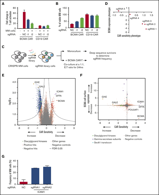 CRISPRi/CAR-T screen identifies genes modulating response to BCMA-targeted CAR-T cells. (A-B) CRISPRi AMO1 cells expressing BFP-sgRNA targeted toward BCMA or nontargeting control sgRNA were cocultured at a 1:1 ratio with BCMA– or CD19–GFP CAR-T cells. Fold changes in T-cell activation was determined by analyzing for cell surface expression of CD69 on T cells normalized to CD69 expression on resting T cells. Myeloma cell viability was determined by propidium iodide staining of BFP-positive myeloma cells. (C) Schematic representation of the CRISPRi/CAR-T cell coculture screen. (D) Comparison of BCMA expression phenotype to sensitivity toward BCMA-targeted CAR-T cells indicating different sgRNAs targeted toward BCMA. (E) Volcano plot indicating CAR-T cell sensitivity phenotypes and statistical significance of knockdown of human genes (orange dots) and quasi-genes from negative control sgRNAs (gray dots) in MM cells. Hit genes corresponding to functional categories are color-coded as labeled in the panel. (F) Comparison of BCMA expression phenotype from the CRISPRi primary screen (Figure 1) to sensitivity toward BCMA-targeted CAR T cells. Hit genes corresponding to functional categories are color-coded as labeled in the panel. (G) CRISPRi AMO1 cells expressing 2 independent sgRNAs targeting ICAM1 or nontargeting control sgRNA were cocultured overnight at a 1:1 ratio with BCMA-targeted CAR-T cells. Frequency of viable myeloma cells was determined by using flow cytometry.