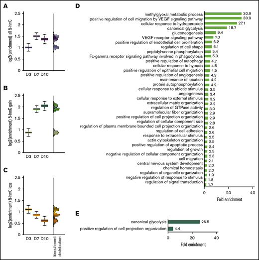 The 5-hmC gain is enriched in hypoxia-induced genes. Enrichment of all 5-hmC (A), 5-hmC gain (B), and 5-hmC loss (C) in upregulated genes at day 3, day 7, and day 10 of in vitro erythropoiesis. (D) Gene ontology term enrichment of day 7 upregulated genes containing regions with 5-hmC gain (green bar in panel B). All terms shown have a false discovery rate <0.05. (E) Gene ontology term enrichment of day 10 upregulated genes containing regions with 5-hmC gain (dark green bar in panel B). All terms shown have a false discovery rate <0.05. N = 2 for RNA-sequencing experiments. VEGF, vascular endothelial growth factor.