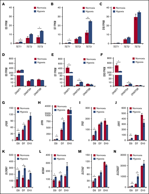 Hypoxia upregulates TET3 expression and enhances early erythroid differentiation.TET1-3 expression in normoxia vs hypoxia at day 3 (A), day 7 (B), and day 10 (C) of in vitro erythropoiesis. DNMT1, DNMT3A, and DNMT3B expression in normoxia vs hypoxia at day 3 (D), day 7 (E), and day 10 (F) of in vitro erythropoiesis. (G-N) Expression of EPOR, GYPA, TFR2, ERFE, SLC40A1, NCOA4, SLC11A2, and SLC25A37 in normoxia vs hypoxia at day 3, 7, and 10 of in vitro erythropoiesis. N = 2 for RNA-sequencing experiments. *P < .05; **P < .01.