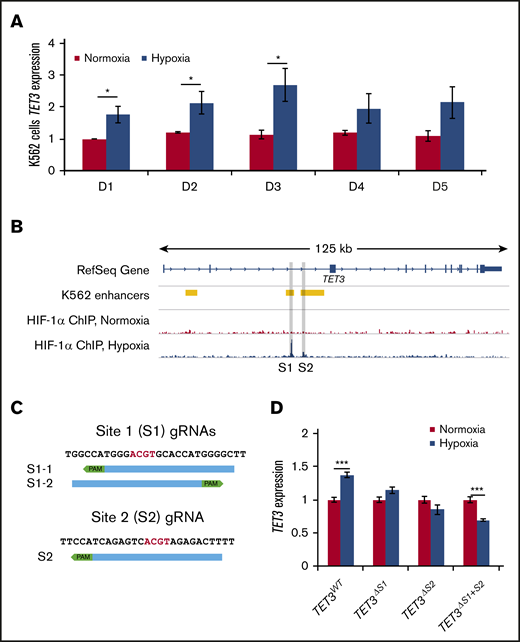 HIF-1 binding is required for TET3 upregulation in hypoxia. (A) TET3 expression in K562 cells in normoxia vs hypoxia, up to 5 days. (B) Overlay of K562 enhancers with HIF-1α ChIP in normoxia and hypoxia in TET3 genes. The binding sites are highlighted in gray (Sites 1 and 2). (C) Sequences of binding Site 1 and Site 2, as well as positions of CRISPR guides used to delete the binding sites. Core E-box motif (ACGT) is indicated by red letters. PAM sequences (NGG) are indicated by green boxes. (D) TET3 expression in normoxia vs hypoxia in TET3WT, TET3ΔS1, TET3ΔS2, and TET3ΔS1+S2 clones. N = 2 for HIF-1α ChIP. N = 3 for hypoxia treatment of CRISPRed K562 clones. *P < .05; ***P < .001.