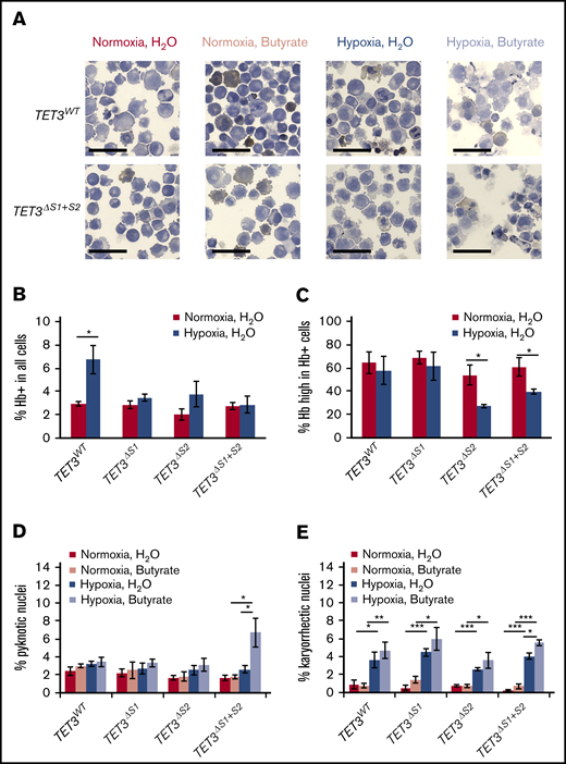 Loss of TET3 negatively affects K562 erythroid differentiation potential and chromatin stability. (A) Representative images of benzidine-hematoxylin staining of K562 TET3WT and TET3ΔS1+S2 cells. Benzidine staining (brown) differentiates hemoglobin-positive (Hb+) and hemoglobin-negative (Hb−) cells. Scale bars indicate 50 μm. (B) Quantification of Hb+ cells under normoxia vs hypoxia in parental K562 cells and TET3ΔS1/ΔS2 lines. (C) Quantification of cells with high hemoglobin levels under normoxia vs hypoxia in parental K562 cells and TET3ΔS1/ΔS2 lines. Normoxic butyrate-treated cells were used to establish the range of benzidine staining intensity in each replicate. High hemoglobin cells were defined as having higher benzidine staining intensity than 50% of Hb+ cells in the normoxic butyrate-treated cells. (D) Quantification of cells with pyknotic nuclei in normoxia vs hypoxia, with or without sodium butyrate, in parental K562 cells and TET3ΔS1/ΔS2 lines. (E) Quantification of cells with karyorrhectic nuclei in normoxia vs hypoxia, with or without sodium butyrate, in parental K562 cells and TET3ΔS1/ΔS2 lines. N = 3 for all hypoxia/sodium butyrate treatments. A minimum of 500 cells were counted in each replicate for each treatment combination. *P < .05; **P < .01; ***P < .001.