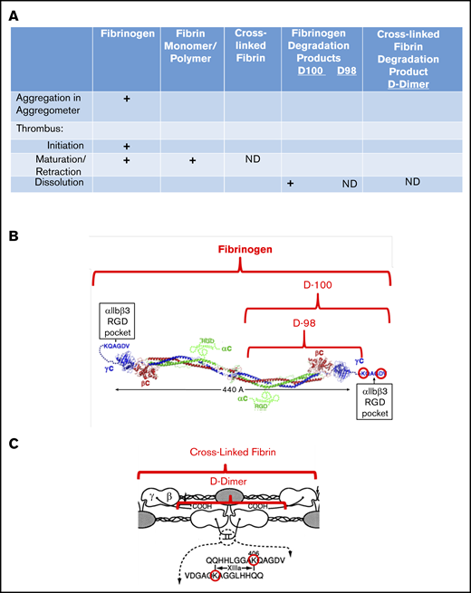 Interaction of fibrin(ogen) with platelet αIIbβ3 during different phases of thrombus development. (A) Chart showing the interactions of platelet αIIbβ3 with fibrinogen, fibrin monomer and polymer, cross-linked fibrin, and fibrinogen degradation products D100, D98, and D-dimer, as a function of thrombus maturation. Interactions mediated by fibrinogen γ404-411 with the αIIbβ3 RGD binding pocket are indicated by plus signs, and those that are not yet defined are indicated by ND. (B) Schematic of fibrinogen (adapted from Yang et al9 and Springer et al6 with permission) highlighting the γ406-411 region and indicating the D100 and D98 plasmin fragments of fibrinogen. (C) Schematic of cross-linked fibrin, highlighting the location of the fibrinogen γ-chain residue Lys406, the FXIIIa-mediated cross-links, and the plasmin fragment D-dimer (adapted from Mosesson et al10 with permission; ©1989 National Academy of Sciences).
