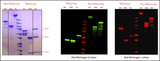 Characterization of fibrinogen, D98, and D-dimer under reducing and nonreducing conditions by Coomassie blue staining and immunoblot analysis with antibodies specific for the fibrinogen β- and γ-chains. The locations of the intact α-, β-, and γ-chains of fibrinogen (Fib) are indicated in the Coomassie blue–stained reduced sample. The immunoblot of reduced D-dimer (DD) indicates that virtually all of the γ-chains in D-dimer are in the form of γ-γ dimers.