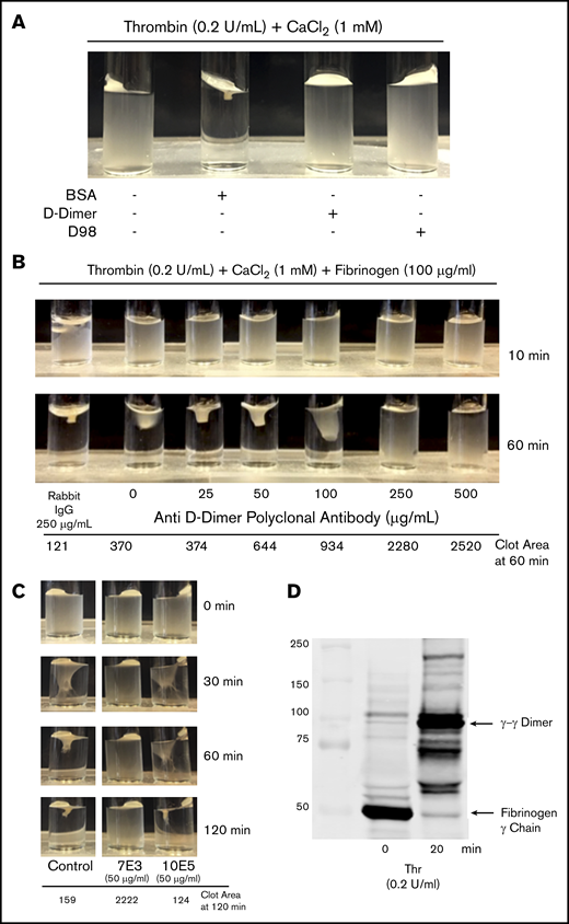 D-dimer, D98, an anti D-dimer pAb, and mAb 7E3 inhibit clot retraction, but mAb 10E5 does not. (A) Clot retraction in the absence and presence of D-dimer and D98. Washed platelets (3 × 108/mL) were incubated for 20 minutes with 200 μg/mL BSA, D-dimer, or D98 and then added to a glass cuvette containing thrombin (0.2 U/mL) and 1 mM CaCl2. (B) Anti–D-dimer pAb inhibited clot retraction. Washed platelets (3 × 108/mL) were incubated for 10 minutes with the indicated concentration of anti–D-dimer pAb and 100 µg/mL human fibrinogen and then added to a glass cuvette containing 0.2 U/mL thrombin and 1 mM CaCl2. (C) Effect of monoclonal antibodies 7E3 and 10E5 on clot retraction. Clot retraction was performed as indicated in panel A, either in the absence (control; C) or presence of 50 µg/mL of each of the antibodies. The clot area is expressed in square pixels. (D) Immunoblot of the fibrinogen γ-chain at time 0 and 20 minutes of clot retraction. Samples from a control clot retraction experiment were solubilized in sodium dodecyl sulfate and immunoblotted with an antibody to the fibrinogen γ-chain. At 20 minutes, nearly all of the γ-chain had transitioned into γ-γ dimers.