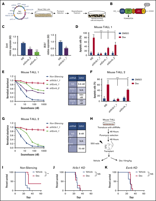 The orphan nuclear receptor ESRRB regulates GC-induced cell death in vitro and in vivo. (A) ESRRB was identified as a mediator of GC resistance in a whole-genome mouse shRNA screen, using the whole-genome TRC shRNA library. (B) ESRRB contains a ligand and DNA binding domain that binds an ERRE site and mediates transcriptional changes via the recruitment of coactivator or corepressor proteins to its AF2 domain. (C) Mouse T-ALL cells (1390) were transduced with lentiviruses expressing NS control or 2 independent shRNAs targeting mouse Esrrb (1, 2) or Nr3c1 and Esrrb and Nr3c1 mRNA expression was analyzed by qRT-PCR. The copy number was normalized to β-actin using the ΔΔCT method. Knockdown of Esrrb in mouse T-ALL cells 1 (1390) and 2 (5059) resulted in resistance to dexamethasone-induced apoptosis. (D,F) Mouse T-ALL cells expressing NS or Esrrb-shRNAs were cultured with dexamethasone (50 nM) for 2 days, and apoptosis was assayed by annexin V-FITC/7-AAD staining followed by flow cytometry. (E,G) ESRRB repression significantly shifted dexamethasone GI50. NS cells or cells deficient in ESRRB or NR3C1 were cultured in increasing concentrations of dexamethasone for 48 hours, and viability was assayed by MTS. Absorbance values were normalized to vehicle control. (H) Experimental approach to examine dexamethasone response in vivo. Esrrb or Nr3c1 knockdown mediated dexamethasone resistance in vivo. Kaplan-Meier survival curves demonstrate that dexamethasone significantly delayed disease in mice receiving transplants of mouse T-ALL cells transduced with NS shRNA (I) but had no effect on mice receiving transplants of Nr3c1- (J) or Esrrb- (K) gene–specific shRNAs (n = 5-7 mice per group; statistics by log-rank test). The results are averages of 3 independent experiments; error bars represent standard error of the mean (SEM). *P < .05; **P < .01; ***P < .001. NS, not significant.