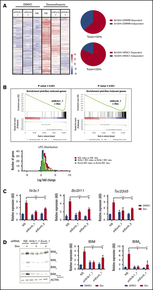 ESRRB cooperates with GR to potentiate dexamethasone-induced gene expression. RNA was isolated from mouse T-ALL cells infected with NS, Nr3c1, or Esrrb shRNAs treated with vehicle (DMSO) or dexamethasone (100 nM) for 6 hours and sequenced using BGI-seq 500. RSEM was used to quantify RNA-sequencing results. (A) The heat map represents differentially expressed genes between vehicle- and dexamethasone-treated NS cells using log 1.5-fold cutoff (n = 3 replicates). (B) Gene set enrichment analysis (top) on dexamethasone-induced gene set shows significant negative correlation in Esrrb-knockdown leukemic cells treated with dexamethasone (P < .001). Distribution of log fold change across detected genes (bottom). The NS cells exhibit the highest average log fold change when treated with dexamethasone, whereas Nr3c1 or Esrrb knockdown interferes with optimal changes in gene expression. Nr3c1, Bcl2l11, and Tsc22d3 are GR-regulated genes dependent on ESRRB for their expression. (C) Control or Esrrb-knockdown cells (2 independent shRNAs) were treated with dexamethasone for 6 hours, and Nr3c1, Bcl2l11, and Tsc22d3 mRNA expression was analyzed by qRT-PCR. The copy number was normalized to β-actin using the ΔΔCT method. (D) BIM protein expression was analyzed by immunoblot after 12 hours of dexamethasone (100 nM) treatment in NS or Nr3c1- or Esrrb-knockdown cells. Protein was quantified using densitometry and normalized to actin. The results are averages of 3 independent experiments; error bars represent SEM. **P < .01; ***P < .001.