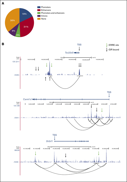 GBS- and ERRE-containing cis-regulatory elements interact with promoter regions of ESRRB- and GR-regulated genes in mouse T-ALL cells. (A) Distribution of ERREs in GR-regulated, ESRRB-dependent genes. (B) H3K27Ac Hi-ChIP tracks of 3 ESRRB/GR-dependent mouse genes show preexisting promoter interactions with active ERRE-containing enhancers known to bind the GR. Black lines indicate the anchors of interaction.