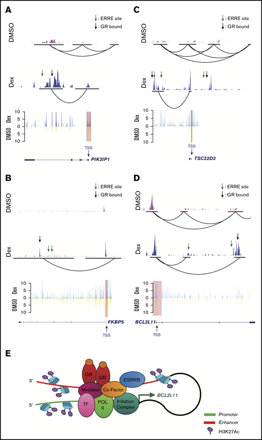 Dexamethasone increases H3K27Ac levels and promoter/enhancer interactions in canonical GC-regulated genes in human T-ALL cells. H3K27Ac Hi-ChIP tracks (top) showing interaction between H3K27Ac regions in canonical GC target genes PIK3IP1 (A), FKBP5 (B), TSC22D3 (C), and BCL2L11 (D), treated with DMSO (pink track) or dexamethasone (blue track). Black lines indicate the anchors of interaction. Virtual 4C extract from Hi-ChIP (bottom) shows interaction frequency from the viewpoint (red highlight) of GC target genes PIK3IP1 (A), FKBP5 (B), TSC22D3 (C), and BCL2L11 (D), treated with DMSO (yellow) or dexamethasone (blue). ESRRB binding sites were determined using the ERRE consensus site AAGGTCA. GR binding sites were determined using published ChIP sequencing data in T-ALL patient samples.39 (E) Hi-ChIP data for BCL2L11 was used to model ESRRB regulation of GC-induced gene expression. Dexamethasone triggered GR and ESRRB and coactivator binding to the BCL2L11 enhancer (red) which looped back to the promoter (green) to recruit RNA polymerase II and the transcription initiation complex, thereby inducing BCL2L11 expression.