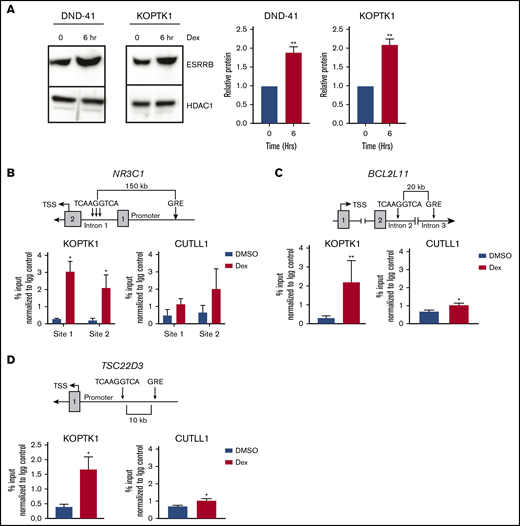Dexamethasone increases ESRRB expression and binding to GR-regulated genes. (A) The human T-ALL cell lines DND-41 and KOPTK1 were treated with dexamethasone for 6 hours, and ESRRB expression was quantified in nuclear lysates by immunoblot analysis with an ESRRB antibody. ESRRB protein levels were quantified by densitometry. ESRRB bound GC target genes in dexamethasone-sensitive (KOPTK1) but not dexamethasone-resistant (CUTLL1) human T-ALL cells. (B-D) The schematics (top) show putative ERRE sites in introns of GR target genes. ChIP (bottom) was performed with an ESRRB antibody or an IgG control, and DNA was quantified by qPCR and the ΔΔCT method, with primers to the putative ESRRB binding sites. The percentage input was normalized to IgG control. The results are averages of 3 independent experiments; error bars represent SEM. *P < .05; **P < .01.