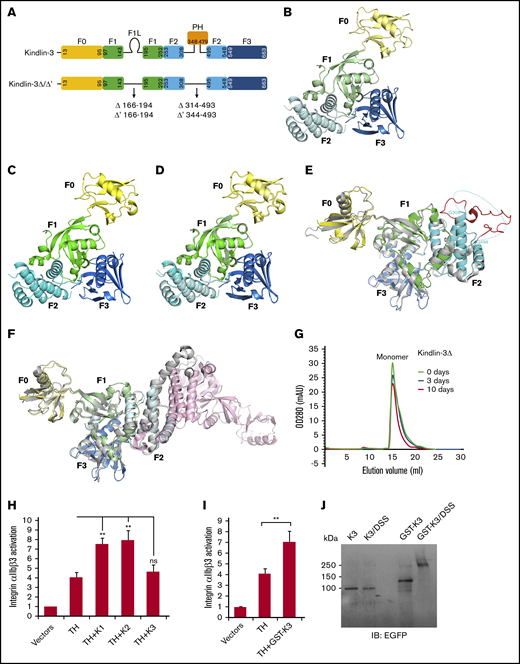 The FERM domain of kindlin-3 exhibits a monomeric and cloverleaf-like structure. (A) The organization of kindlin-3’s subdomains. The truncated regions in kindlin-3Δ and kindlin-3Δ’ were indicated. Ribbon representations of kindlin-3Δ (B) and kindlin-3Δ’ (C), in which the subdomains are labeled and colored using the similar or same color pattern as shown in panel A. (D) Superimposition of the structures of kindlin-3Δ and kindlin-3Δ’. (E) Structural comparison of kindlin-3Δ’ (color coded) and kindlin-2Δ’ (gray). The missing loop region in the F2 of kindlin-3Δ’ is indicated by hypothetical dotted line while the visible and fixed loop of the same region in kindlin-2Δ’ is highlighted in red. (F) Structural comparison of kindlin-3Δ (color coded) and the kindlin-2Δ dimer (gray and pink). The F2 subdomain-swapped dimer formed in kindlin-2Δ is not observed in kindlin-3Δ. (G) Analytic gel filtration analysis to show the monomeric property of kindlin-3Δ protein in solution at different storage time, either freshly purified protein (0 day) or the same batch of protein placed at 4°C for 3 or 10 days. (H) Integrin αIIbβ3 activation induced by coexpression of DsRed-fused talin head (TH) with EGFP-kindlins (K1, K2, and K3) was evaluated by using the PAC-1 binding assay in transfected CHO-αIIbβ3 cells. (I) The effect of GST-fused EGFP–kindlin-3 (GST-K3) on integrin αIIbβ3 activation was evaluated using the PAC-1 binding assay. (J) Dimerization of GST-fused EGFP–kindlin-3 (GST-K3) was confirmed by the DSS crosslinking assay and western blotting. EGFP–kindlin-3 (K3) was used as a control. Results present the mean ± standard deviation of 3 experiments. **P < .01. ns, nonsignificant.