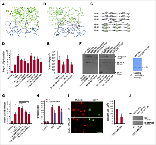 The compact structure of FERM domain in kindlins is required for supporting integrin αIIbβ3 activation. The salt bridges formed at the F1/F3 interface in kindlin-2 (A) and kindlin-3 (B) are shown, in which the side-chain of involved residues are shown in gray and the salt bridges are indicated with dotted lines. (C) The conserved residues mediating the F1/F3 interface in kindlins are positioned in both F1 and F3 subdomains. (D) Integrin αIIbβ3 activation induced by coexpression of the talin head domain (TH) and kindlins, including kindlin-1 (K1) and kindlin-2 (K2) and their mutants, was evaluated by using the PAC-1 binding assay in transfected CHO-αIIbβ3 cells. (E) Integrin αIIbβ3–mediated CHO cell spreading on immobilized fibrinogen was quantified. (F) EGFP-kindlin-1 (K1) and EGFP-kindlin-2 (K2) and their mutants expressed in CHO cells were enriched on protein A/G beads precoated with an anti-EGFP antibody. The beads were then used to incubate with purified GST-β3CT protein and the Y759A mutant, and after extensive washing, interaction between kindlin and GST-β3CT protein was evaluated by using SDS-PAGE and western blotting. (G) The effect of GST-fused EGFP-kindlin-3 (GST-K3) and the indicated mutants on integrin αIIbβ3 activation in CHO-αIIbβ3 cells was evaluated by using the PAC-1 binding assay. (H) Washed platelets from bone marrow–transplanted mice were stimulated with either collagen-related peptide (CRP; 5 µg/mL) or PAR4 agonist peptide (PAR4; 150 µM) and soluble fibrinogen binding to EGFP-positive platelets expressing either EGFP–kindlin-3 (K3) or the designed mutant (K3-E629AR640A) was quantified by fluorescence-activated cell sorting. (I) Washed platelets from bone marrow–transplanted mice were allowed to spread on immobilized fibrinogen in the present to PAR4 agonist peptide (150 µM) for 60 minutes followed by phalloidin staining. Spreading of EGFP-positive platelets expressing either EGFP-kindlin-3 (K3) or the designed mutant (K3-E629AR640A) was calculated. (J) Lysates of platelets expressing EGFP–kindlin-3 (K3) and the designed mutant (K3-E629AR640A) were used to incubate with protein A/G beads precoated with an anti-EGFP antibody. The coprecipitated EGFP–kindlin-3 and integrin αIIbβ3 were then evaluated by using western blotting. Results present the mean ± standard deviation of 3 experiments. *P < .05; **P < .01. IgG, immunoglobulin G.