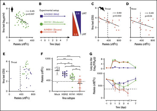 Influenza-induced and subtype-dependent thrombocytopenia in humans and ferrets. (A) The blood platelet count and viral RNA load were inversely correlated in 2009 influenza A/H1N1 virus–infected patients (n = 34). Pearson’s r = −0.45; 95% CI, −0.68 to −0.14. (B) Experimental setup: ferrets inoculated with seasonal A/H3N2 (n = 24), pandemic A/H1N1 (n = 24), or A/H5N1 (n = 20) influenza virus with increasing disease severity in humans and ferrets.39 Arrows: the virus replication sites in the URT and LRT of both humans and ferrets with similar α2,3- and α2,6-sialoglycan receptor distributions. (C) An inverse correlation is shown between platelet count and viral loads (PCR) in throat swabs of A/H5N1 virus–infected ferrets (n = 20). Pearson’s r = −0.69; 95% CI, −0.88 to −0.33. (D) Platelet counts and viral loads (PCR) were inversely correlated in nasal swabs of A/H5N1 virus-infected ferrets (n = 20). Pearson’s r = −0.49; 95% CI, −0.78 to −.03. (E) There was no significant correlation in A/H3N2 (n = 24) and A/H1N1 (n = 24) virus-infected animals. (F) Platelet counts at about the peak of virus infection (days 2-4; n = 12). Error bars, SD; Student t test (unpaired). (G) Top: mean lung virus titer in ferrets (n = 4). Error bars, SD. Bottom: blood platelet count. Mean (n = 4) platelet count. Error bars, SD; Student t test (unpaired). (C-G) Dotted lines indicate the lower limit of normal platelet levels in the ferret (729 × 109/L ± 360 × 109/L). *P < .05; **P < .01; ***P < .001, ****P < .0001.