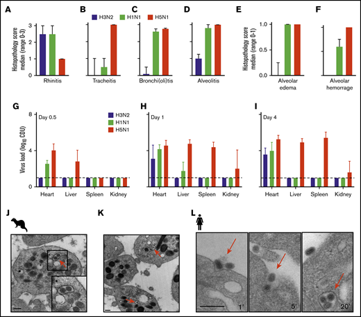 Immunohistopathology and platelet electron microscopy of ferrets infected with different influenza viruses. (A-D) Disease severity scoring of ferrets infected with A/H3N2 (blue), A/H1N1 (green), and A/H5N1 (red) virus at postinfection day 4. Median (n = 4) histopathology score (range 0-3). Error bars, SD. (E-F) Median (n = 4) histopathology score (range, 0-1). (G-I) Virus titer in homogenized organs (heart, liver, and spleen) at days 0.5, 1, and 4. Mean (n = 4). Error bars, SD. Dotted line represents the lower limit of detection. Adapted from Van den Brand et al39 with permission. (J-K) Virus particle internalization (∼120 nm; red arrows) by platelets isolated from the blood drawn from a 2009 A/H1N1 virus-infected ferret. Red arrows: viruses. TEM original magnification ×20 000 (J); ×50 000 (K). The bars represent 250 nm. (L) Internalization of A/PR/8/34 virus by human platelets at 1, 5, and 20 minutes of incubation. The bars bar represent 250 nm.