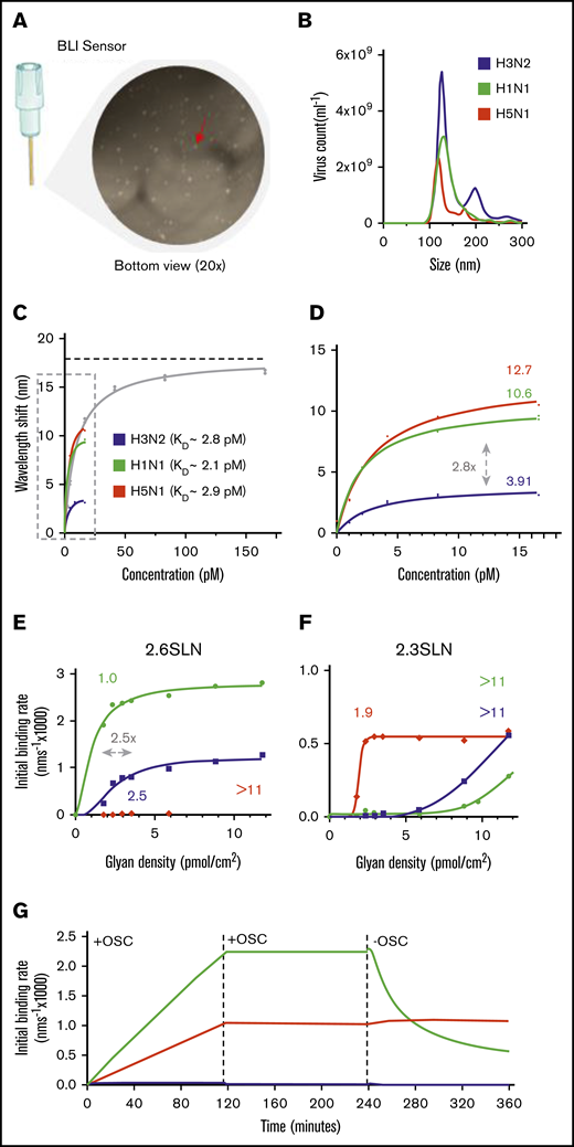Influenza virus subtypes that bind to platelet sialoglycans. (A) Fixed, washed human platelets attached to a BLI sensor and visualized by light microscopy (original magnification ×20). Red arrow: single platelet. (B) Determination of mean virus particle count by NTA. Total peak values are presented (n = 5). A/H3N2 (5.4 × 1010 ± 3.6 × 109 virus particles per milliliter); A/H1N1 (3.6 × 1010 ± 9.4 × 108 virus particles per milliliter); and A/H5N1 (2.2 × 1010 ± 1.8 × 109 virus particles per milliliter). (C) A highly concentrated A/PR/8/34 (PR8; 1 × 1012 virus particles per milliliter) virus was used for a full titration on fixed platelets in the presence of OSC (100 µM). Mean (n = 2); error bars, SD. The KD value for PR8 (9.5 ± 1.0 pM) was determined from a Langmuir model. The dotted line represents the plateau value (b = 17.89 nm). (D) Enlargement of the dotted box in panel C. Estimated plateau values (b) are 3.91 nm (95% CI, 3.41-4.53 nm) for A/H3N2, 10.6 nm (95% CI, 9.33-12.13 nm) for A/H1N1, and 12.7 nm (95% CI, 11.43-14.20 nm) for A/H5N1. (E) Virus binding to α2,6-sialoglycan density gradients ranging from 0 to 11.75 pmol/cm2. Obtained threshold glycan densities are given above each curve. (F) The same as in panel E, but for the α2,3-sialoglycan density gradient. (G) Virus association and dissociation to BLI-sensors functionalized with α2,3-sialoglycans in the presence and absence of OSC (100 µM).