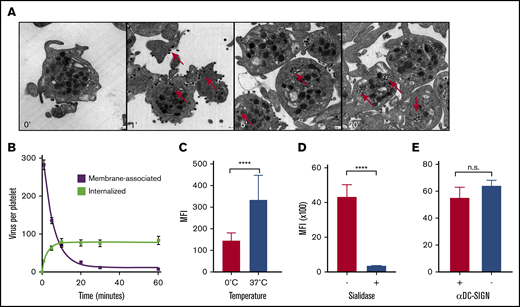 Virus phagocytosis by platelets is dependent on the presence of SAs. (A) Virus uptake over time by human platelets. Original magnification ×25 000. Red arrows: internalized viruses. (B) Quantification of membrane-bound and internalized viruses in ultrathin-sliced platelet sections (n = 100; 50 nm) fixed after 1, 5, 10, 20, 30, and 60 minutes of incubation with influenza A/PR/8/34 virus. Error bars, standard error of the mean. (C) Temperature-dependent virus uptake. Mean (n = 5); error bars, SD. (D) Platelet desialylation with exogenous NA abolishes virus uptake. Control (+) and sialidase-treated (−) platelets. Mean (n = 3); error bars, SD. (E) Virus uptake is independent of DC-SIGN. Uptake in the absence (−) or presence (+) of αDC-SIGN receptor blocking antibody. Mean (n = 4); error bars, SD. ****P < .0001, n.s., nonsignificant, by Student t test.