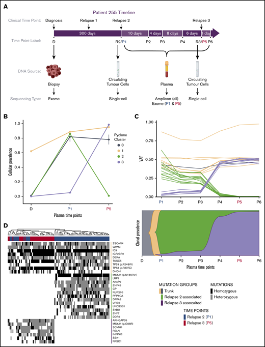 Plasma and single-cell sequencing of multiple time points in a DLBCL patient (PT255). (A) Timeline of events for PT255. Clinical time point shows the timing of diagnosis (D) and relapses (R2, relapse 2; and R3, relapse 3) relative to blood sample collection (P1 to P6). Bulk tumor DNA was separately obtained from a biopsy at diagnosis, circulating tumor cells extracted at R2 and R3, and cfDNA extracted from plasma samples P1 to P6 after R2. Varying types of sequencing was performed on DNA from each time point, as summarized below. (B) Results from running PyClone on exome sequencing of DNA obtained from diagnosis, R2(P1,) and R3(P5). Clusters 0 and 1 contain trunk mutations seen at both P1 and P5; cluster 2 contains R2-specific mutations, and cluster 3 contains mutations that were subclonal at R2 and clonal at R3. (C) Amplicon sequencing of a subset of mutations found in the clusters in panel B from all 6 plasma time points reveal a more complete but similar evolution of the tumor as inferred from bulk sequence analysis in panel B. Below shows the suspected proportion of the tumor made up of each clone at individual time points. (D) Single-cell amplicon sequencing of circulating tumor cells taken at R2 and R3 revealed 2 distinct populations of cells containing mutations specific to each of R2 and R3. Genes are ordered by group and by frequency of mutation detected (top to bottom), suggesting a relative order of mutation acquisition.